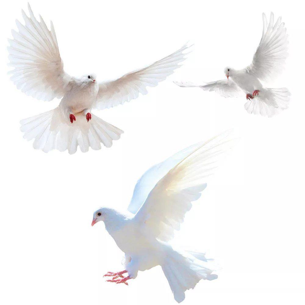 Peace Dove Wall Stickers for L - Home Center Bathroom Accessories 评论和价格