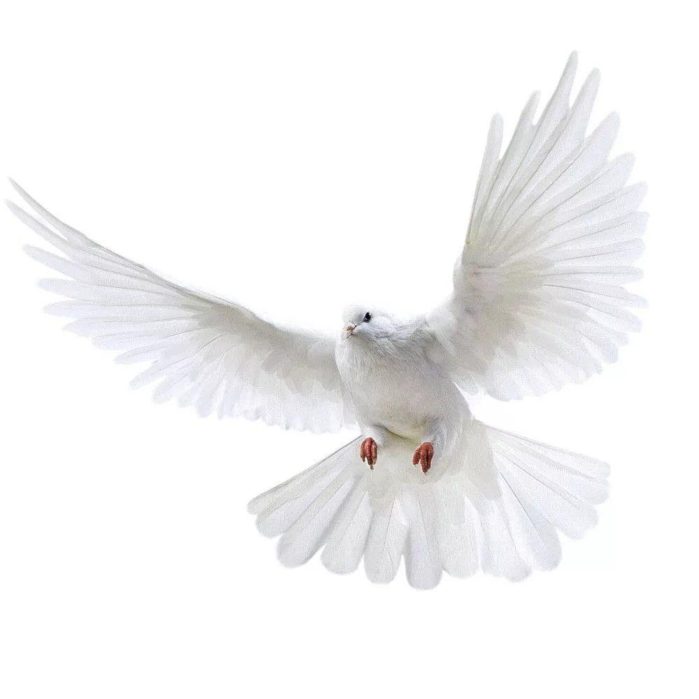 Peace Dove Wall Stickers for L - Home Center Bathroom Accessories 评论和价格