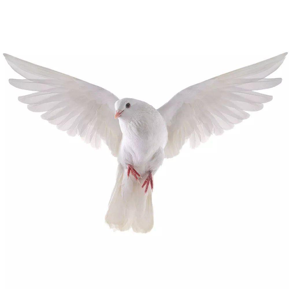Peace Dove Wall Stickers for L - Home Center Bathroom Accessories 评论和价格